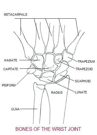 Wrist Anatomy