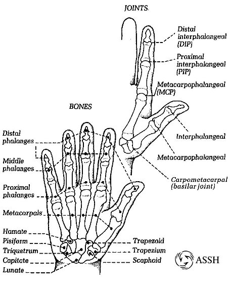 Anatomy of Hand