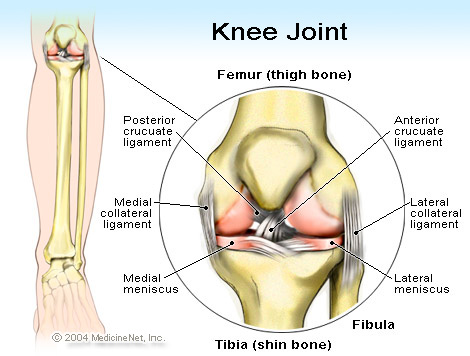 Knee Anatomy