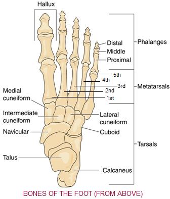 Bones of the Foot